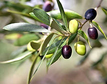 Olives