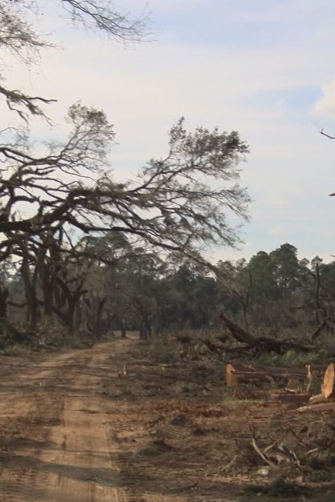 Nilo after Hurricane Michael