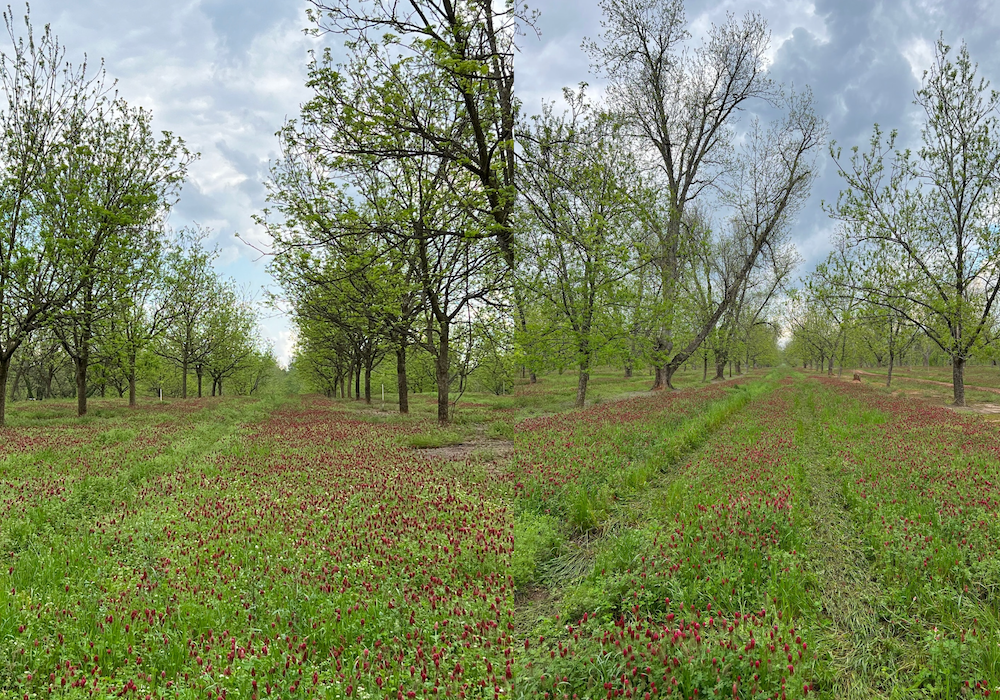 Nilo Plantation pecan orchard spring 2023