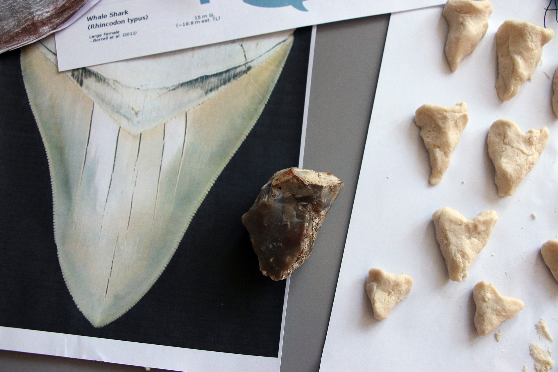 CDLY P oneIMG_9554.jpg