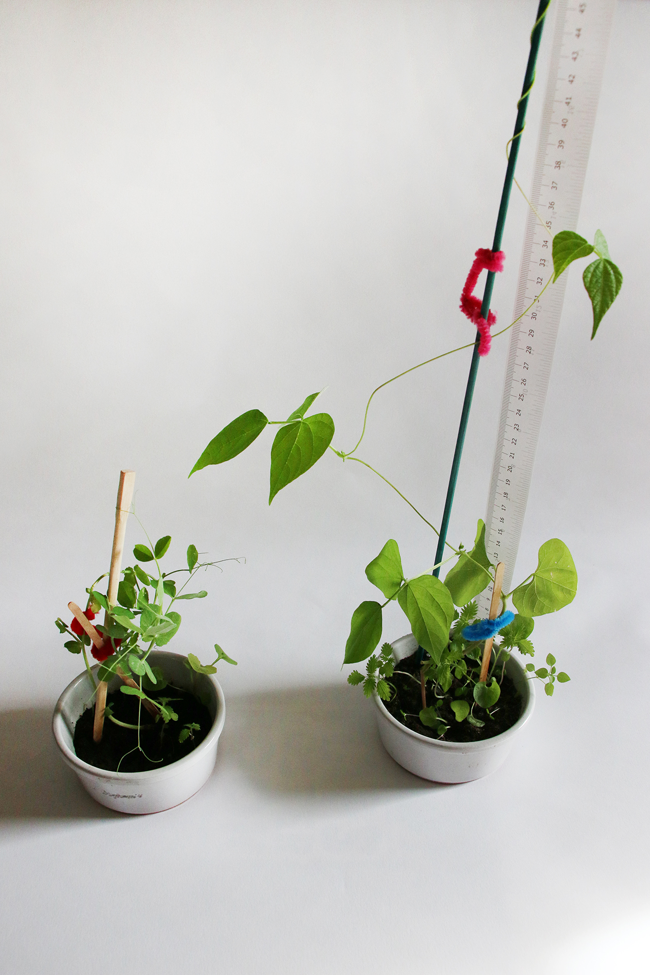 CDLY P corr IMG_0046.jpg