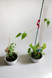 CDLY P corr IMG_0046.jpg