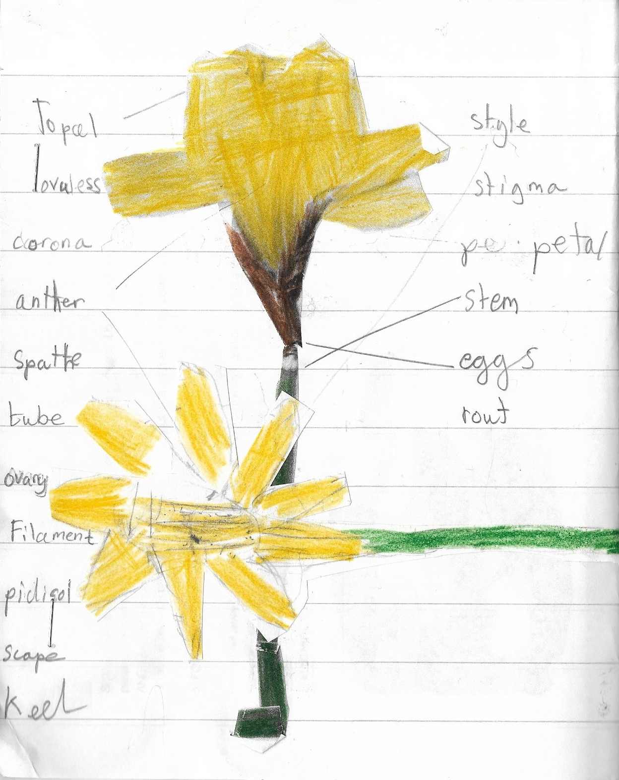 CDLY P Daffodils daffodil.jpg