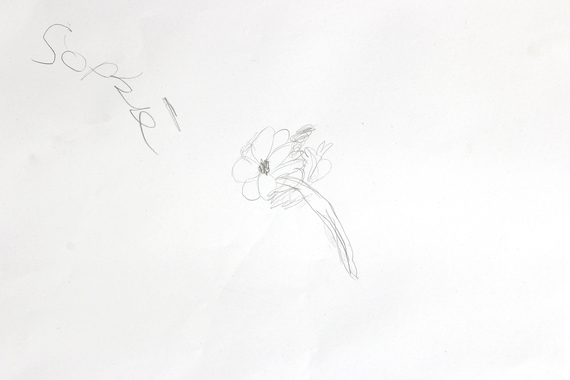 CDLY P Drawing leaves, IMG_2787 2.jpg