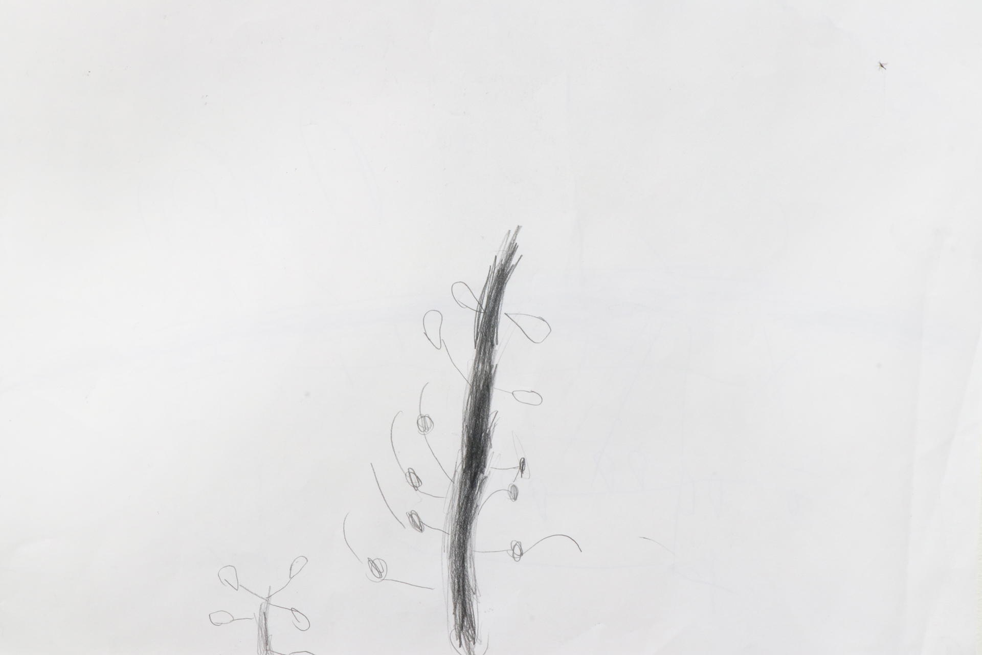 CDLY P Twig drawing, IMG_9120.jpg