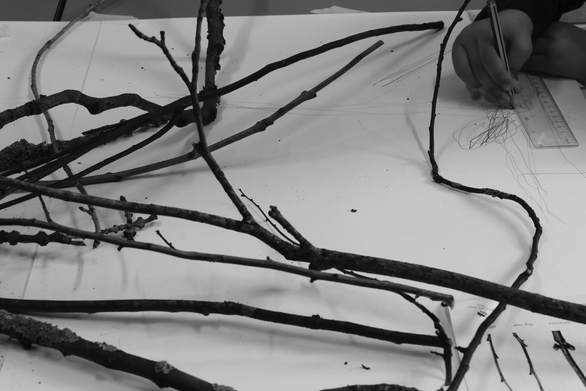 CDLY P Twigs IMG_9872.jpg