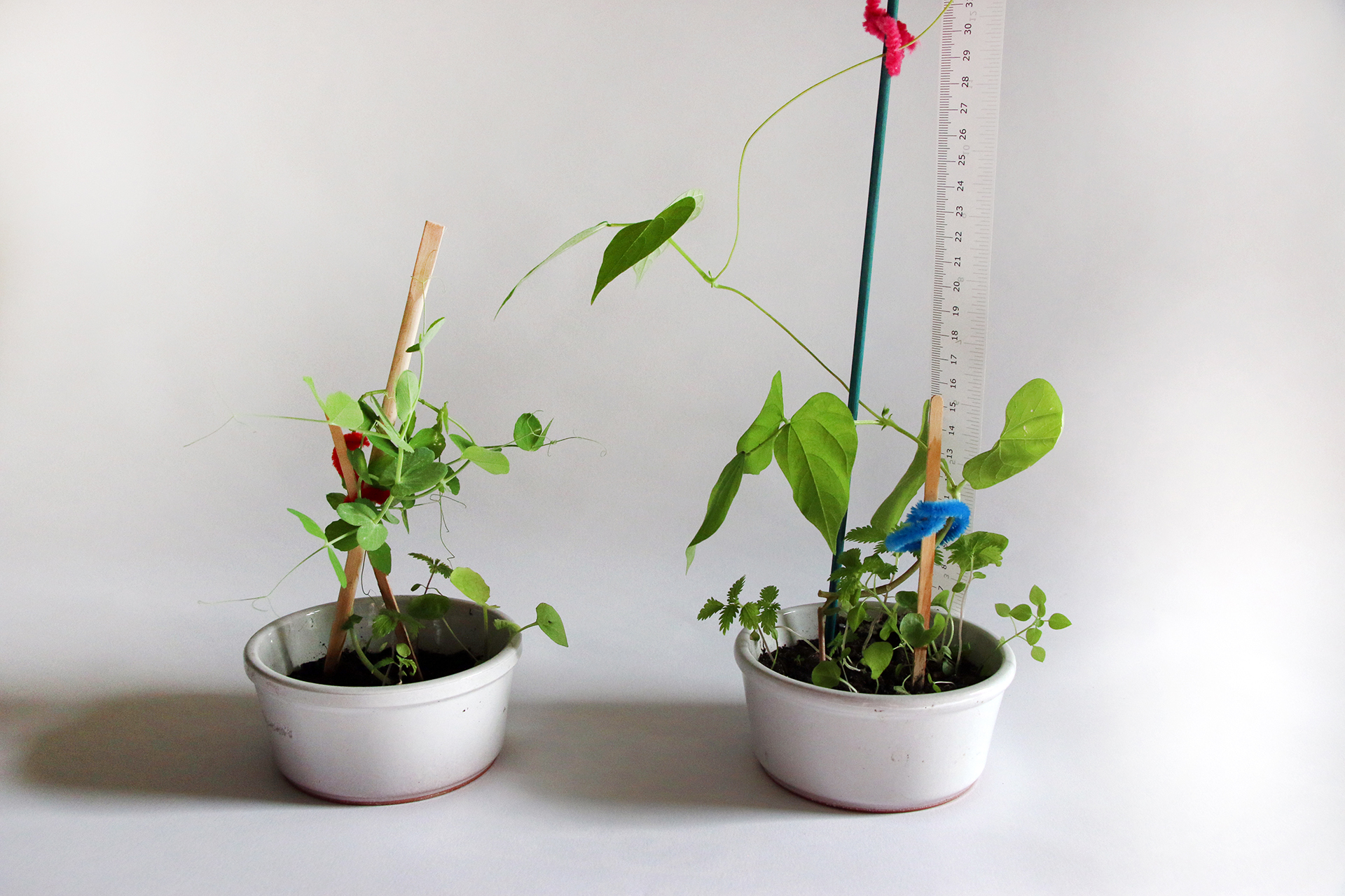 CDLY P corr IMG_0053.jpg