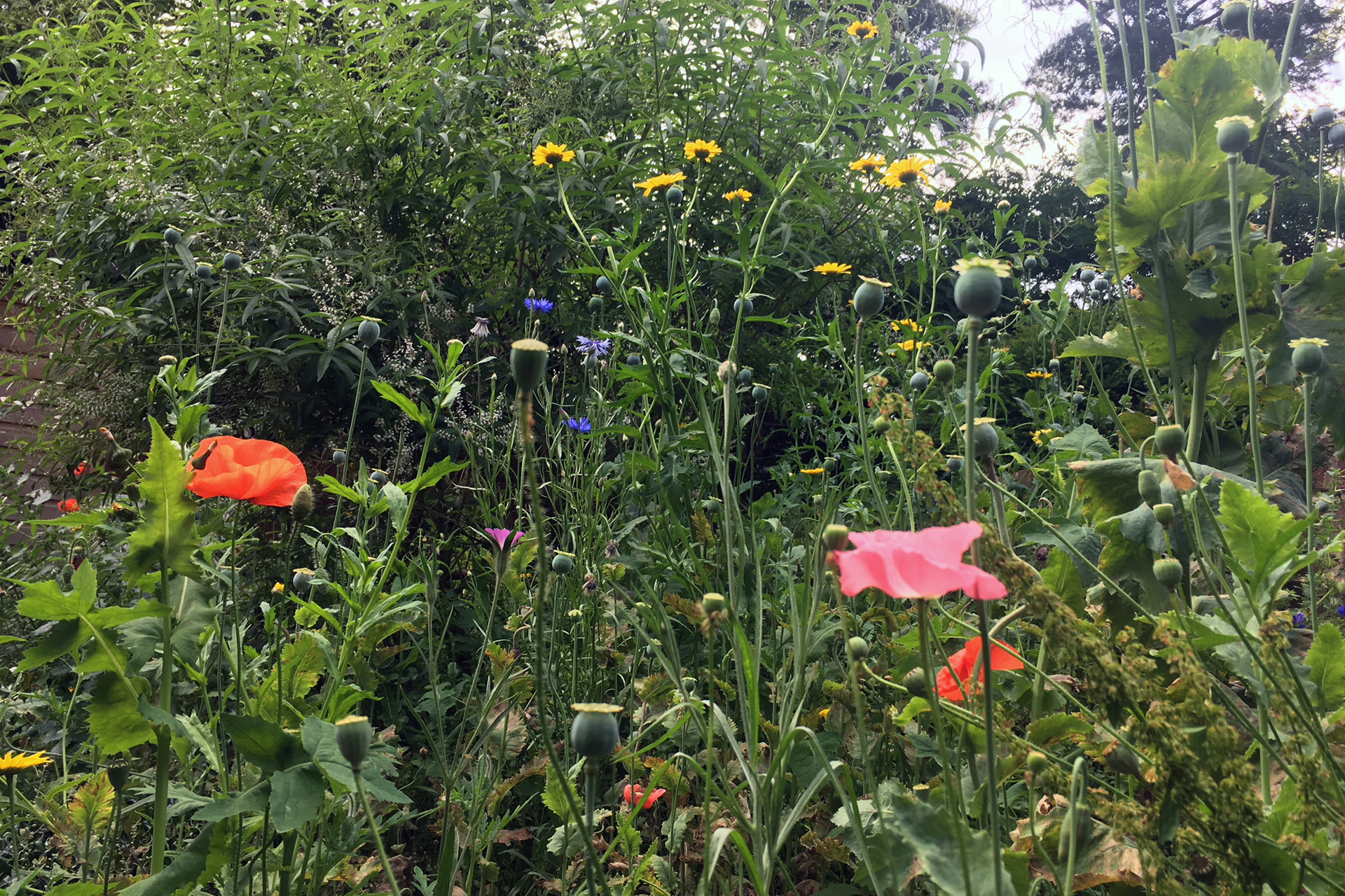 CDPLY P Bee-friendly meadow, IMG_2438.jpg