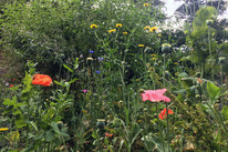 CDPLY P Bee-friendly meadow, IMG_2438.jpg