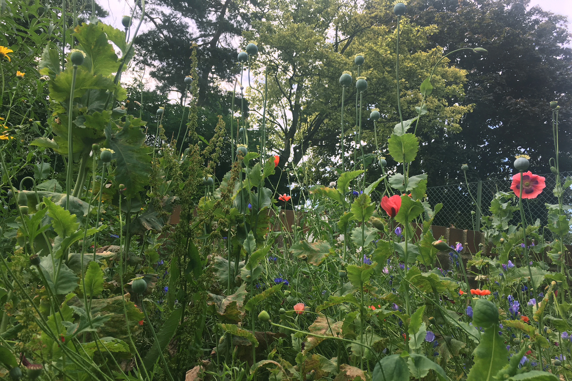 CDPLY P Bee-friendly meadow, IMG_2440.jpg