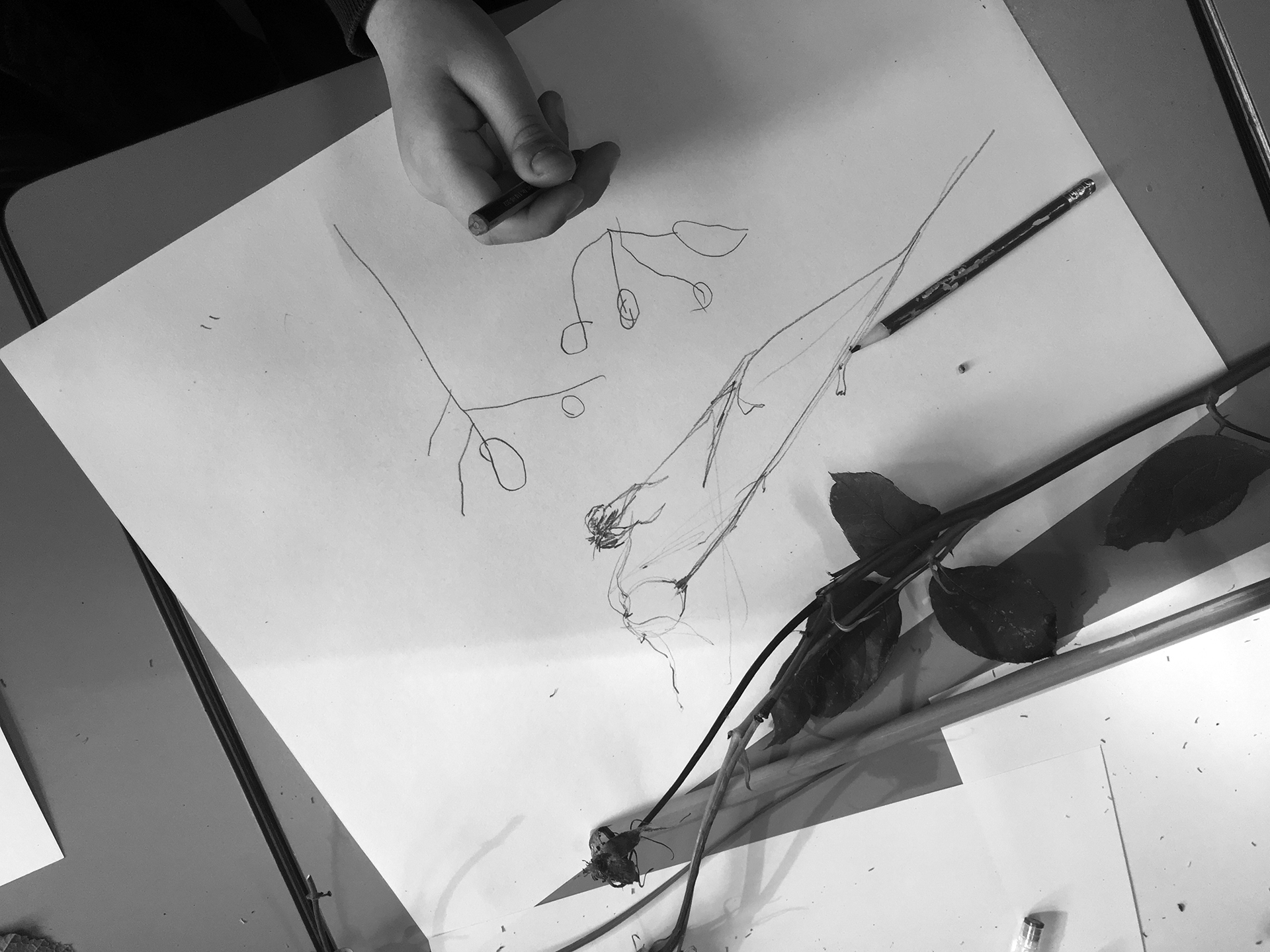 CDLY P bw IMG_4511.jpg