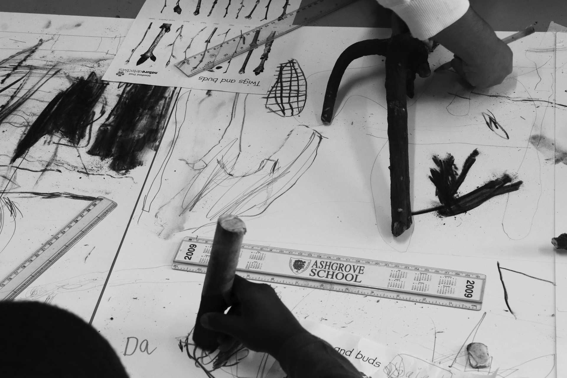 CDLY P Twigs IMG_9874.jpg