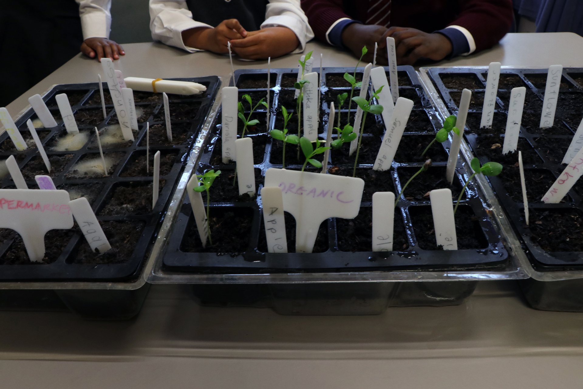 CDLY P Seeds, IMG_9812.jpg