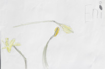 CDLY P Daffodils, IMG_6237.jpg