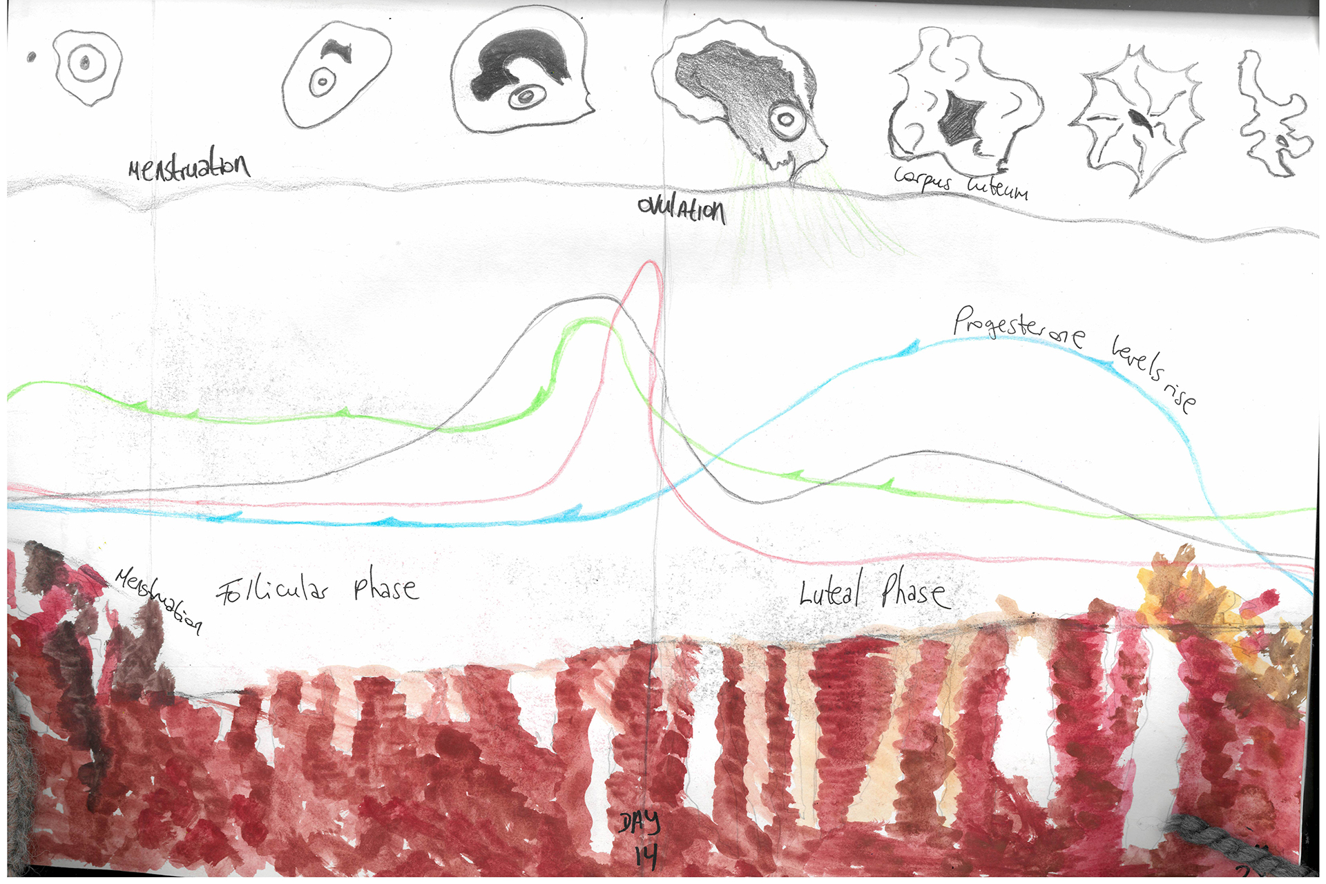CDLY P hand drawn menstrual cycle.jpg