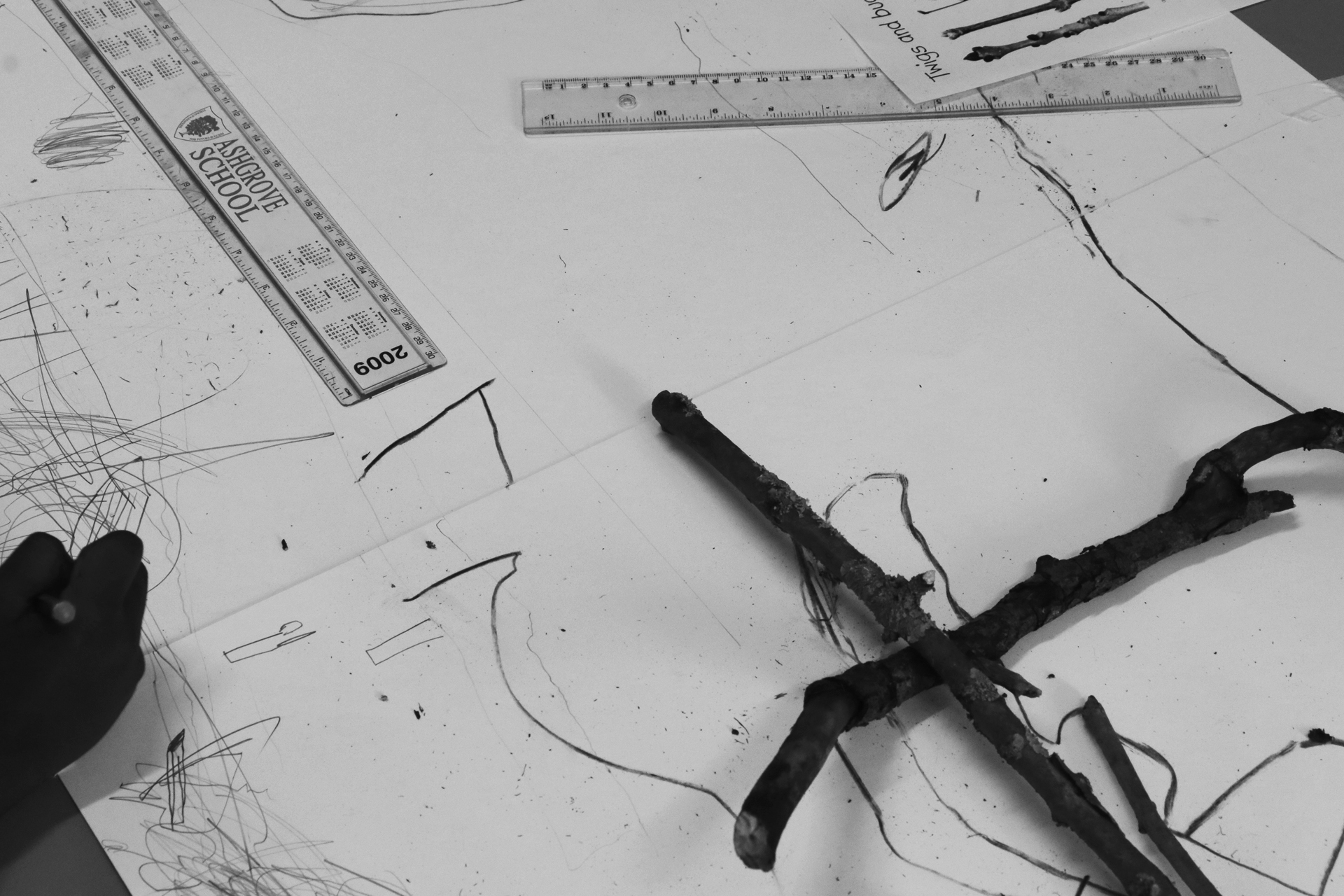 CDLY P Twigs IMG_9873.jpg