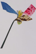 CDLY P Daffodil IMG_9082.jpg