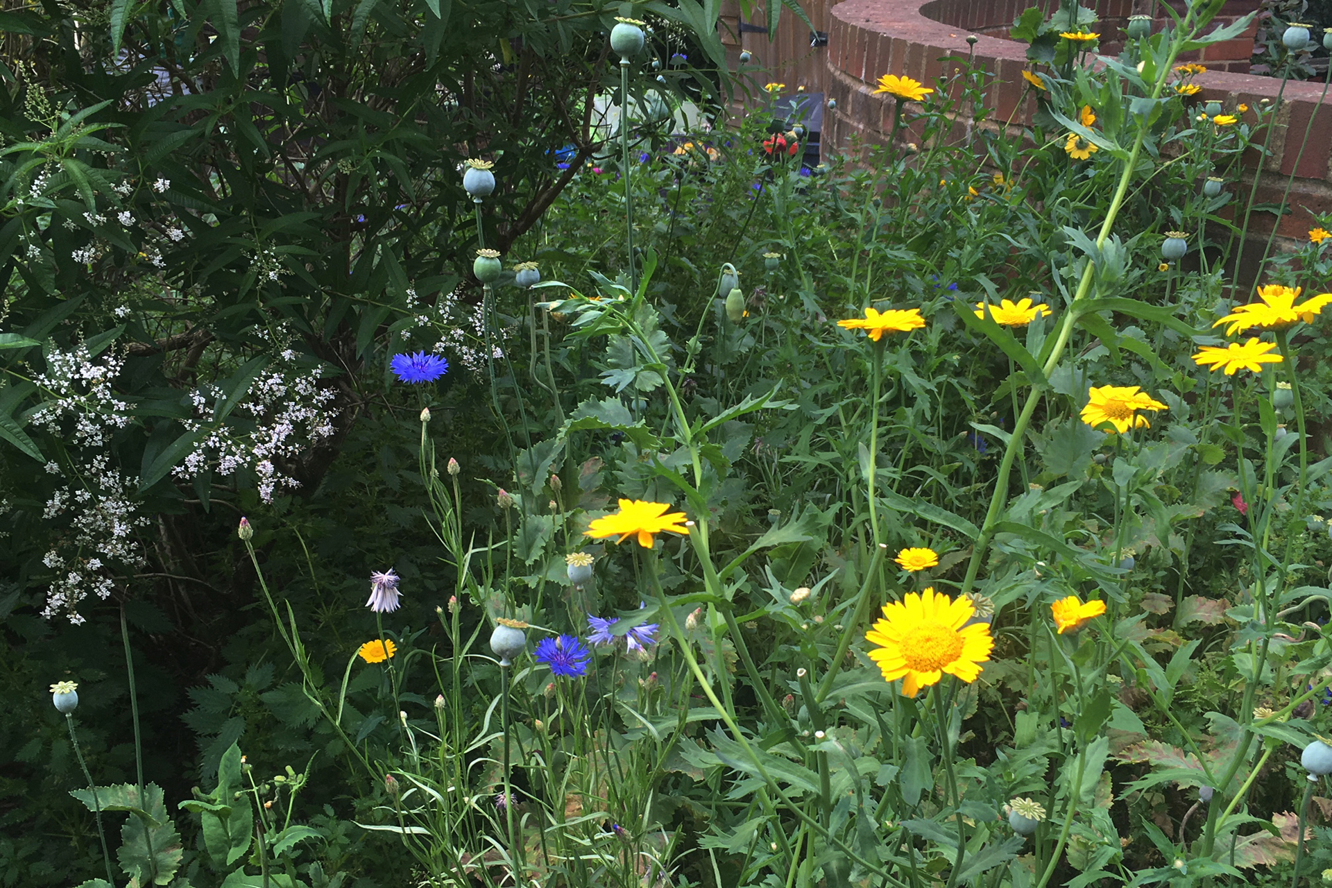 CDPLY P Bee-friendly meadow, IMG_2442.jpg