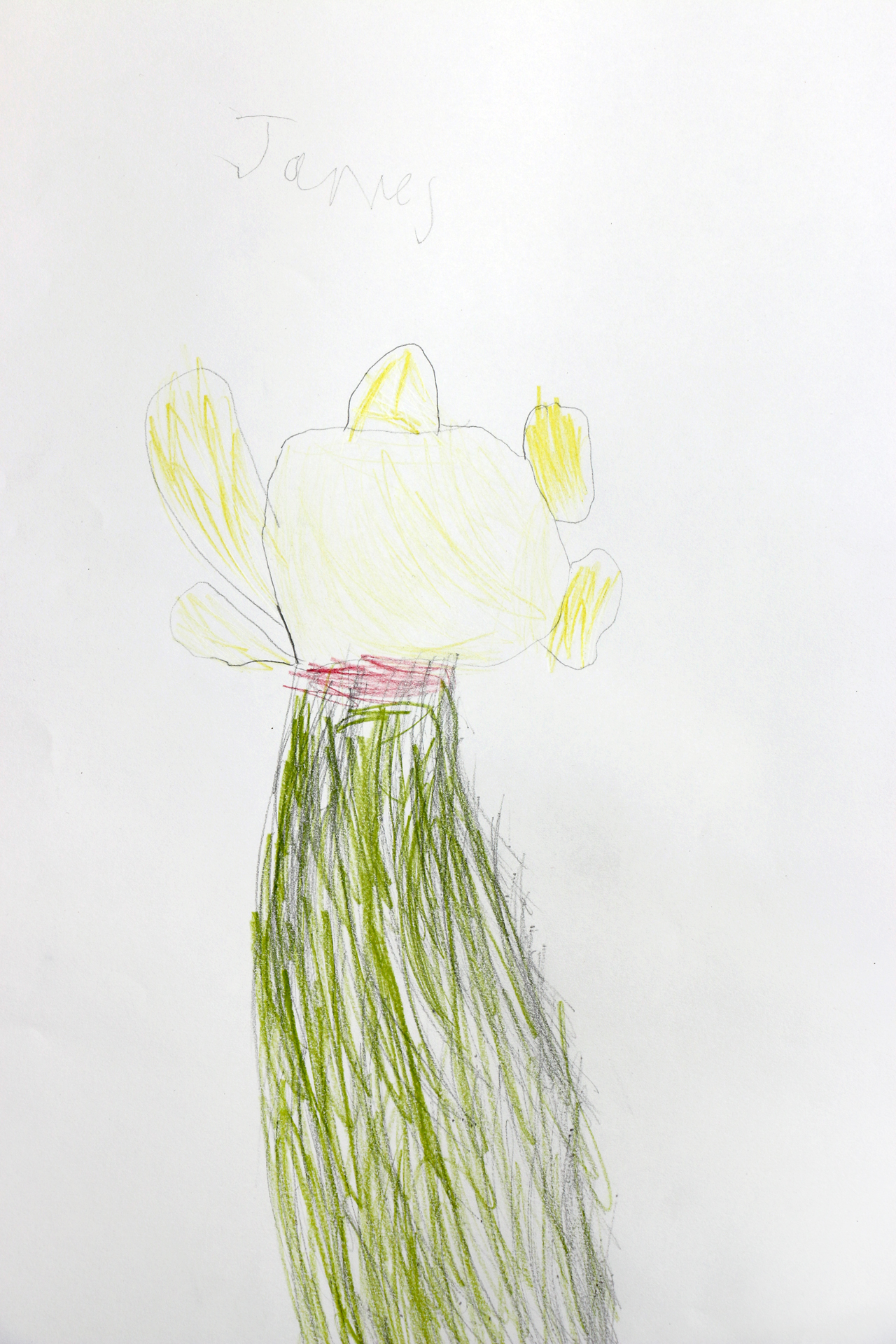 CDLY P Daffodils, IMG_2867.jpg