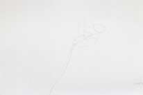 CDLY P Daffodils, IMG_2817.jpg