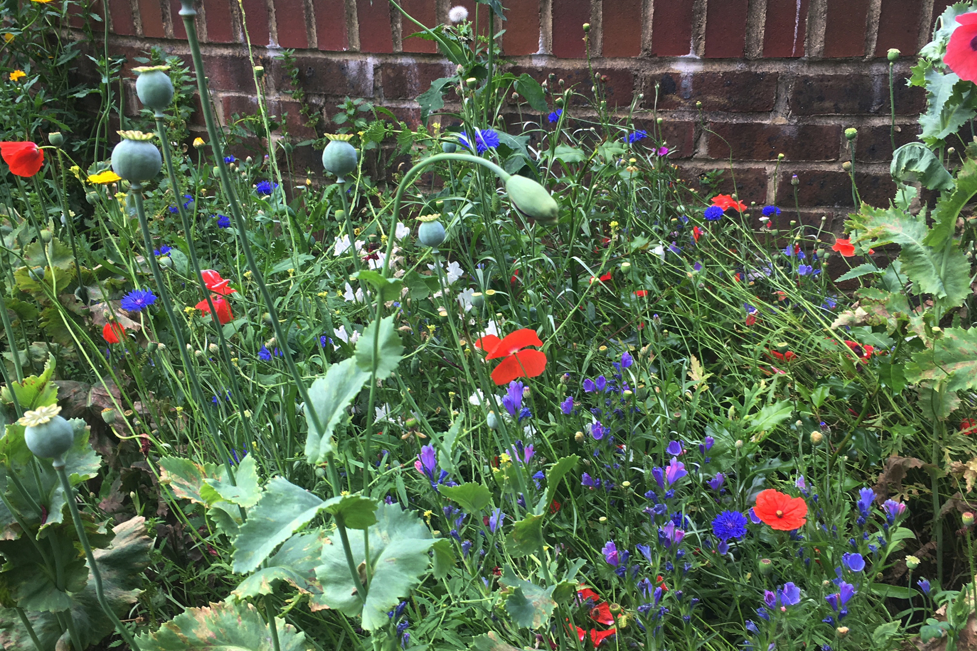 CDPLY P Bee-friendly meadow.jpg