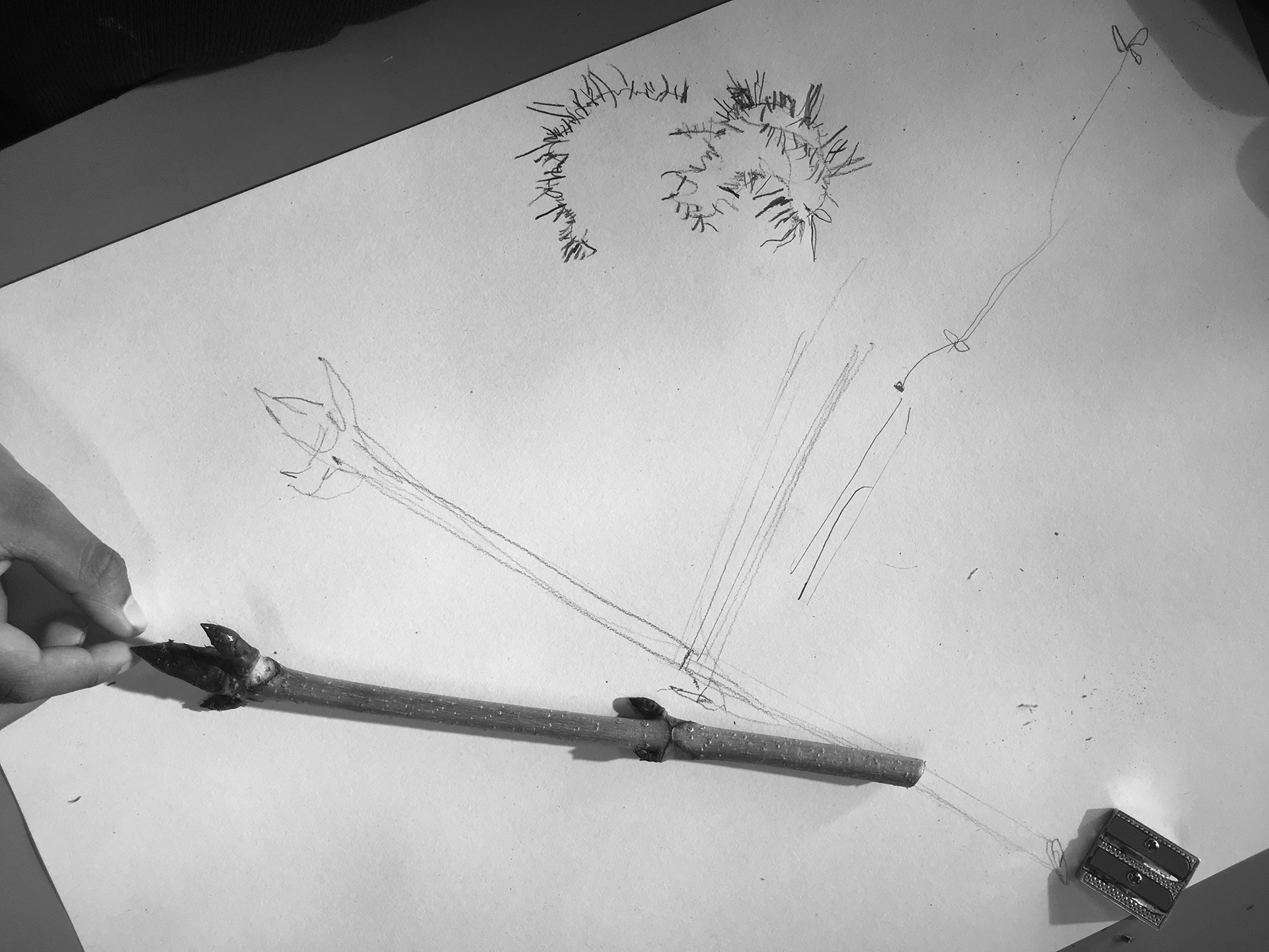 CDLY P bw IMG_4516.jpg