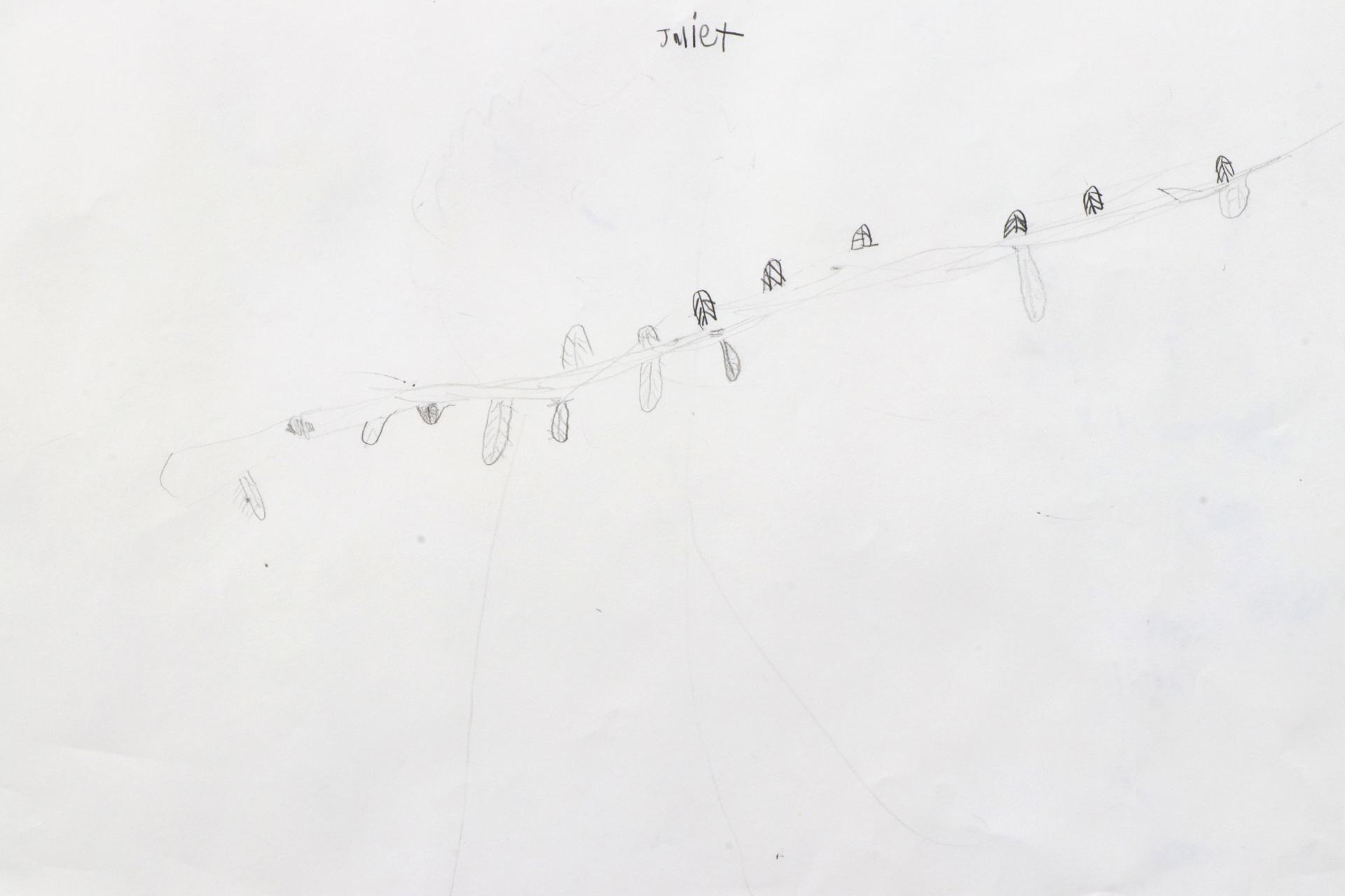 CDLY P Twig drawing, IMG_9122.jpg