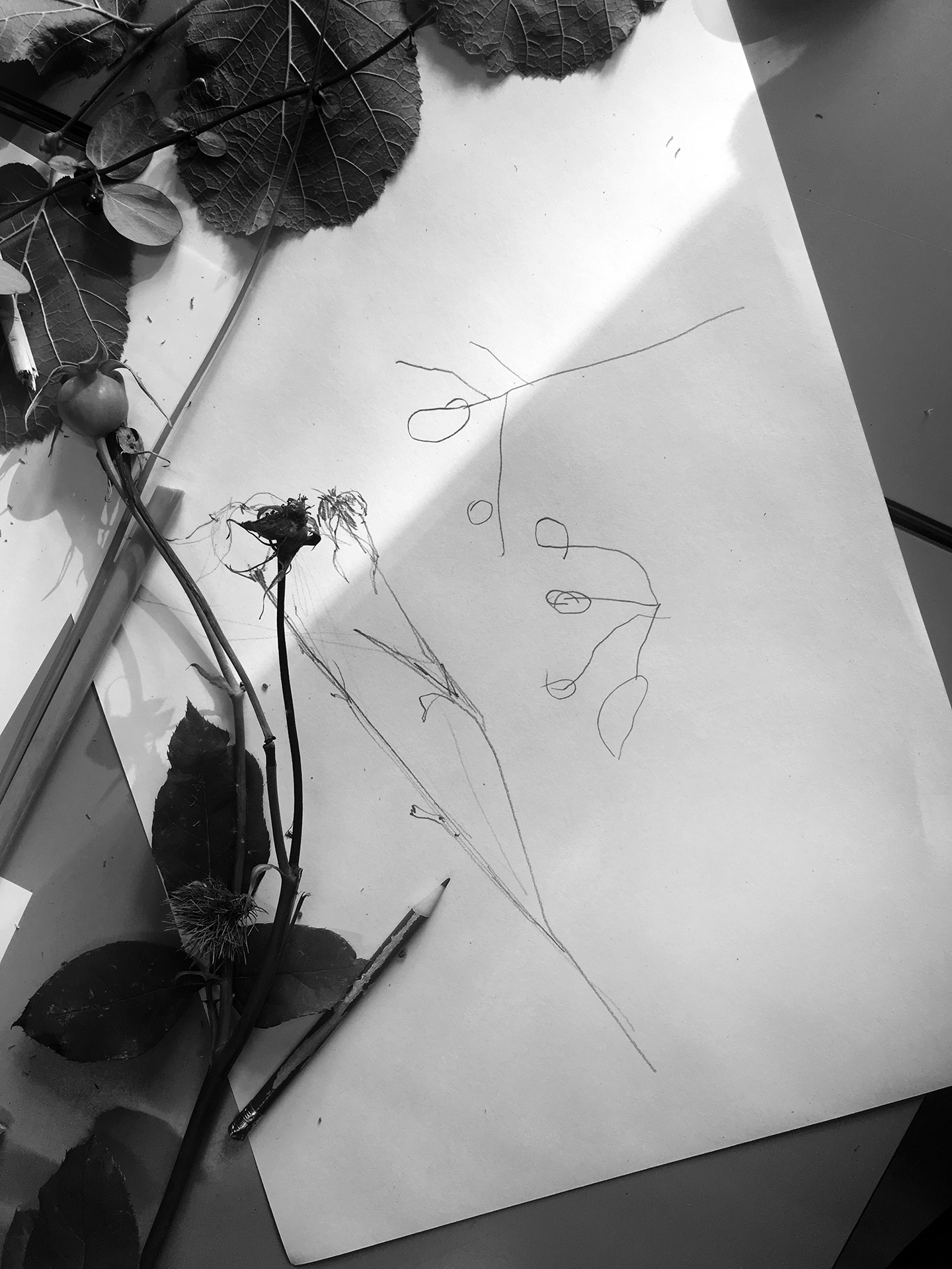 CDLY P bw IMG_4513.jpg