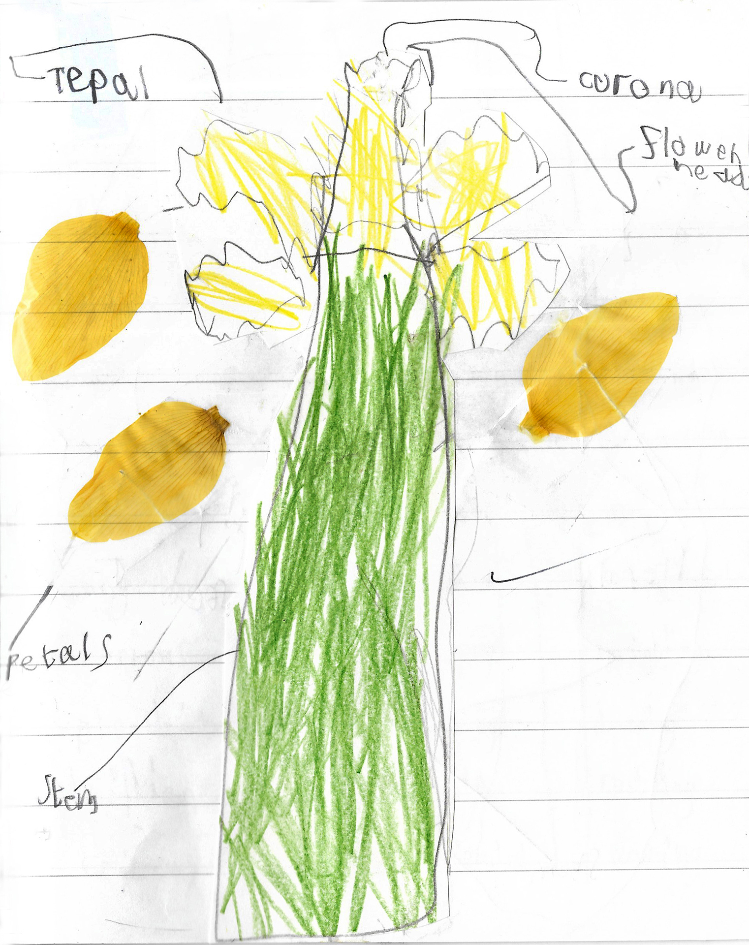 _CDLY P Daffodils 5.daffodil.jpg