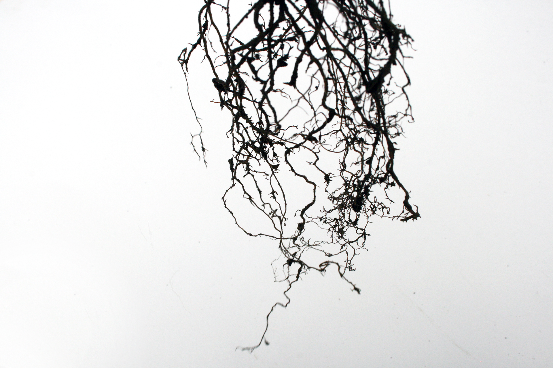 CDLY P IMG_1761_.jpg