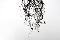 CDLY P IMG_1761_.jpg