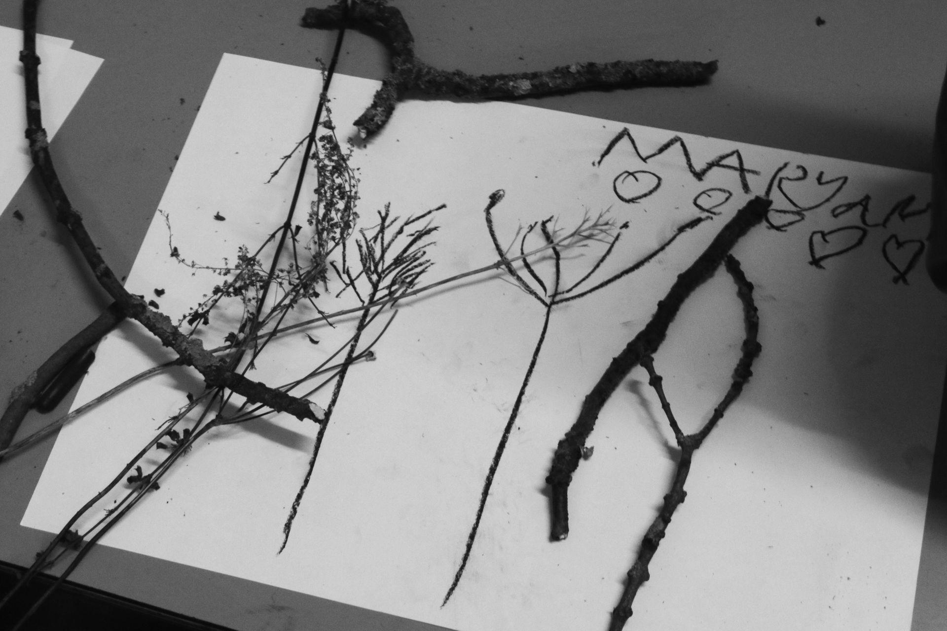 CDLY P Twigs IMG_7831.jpg