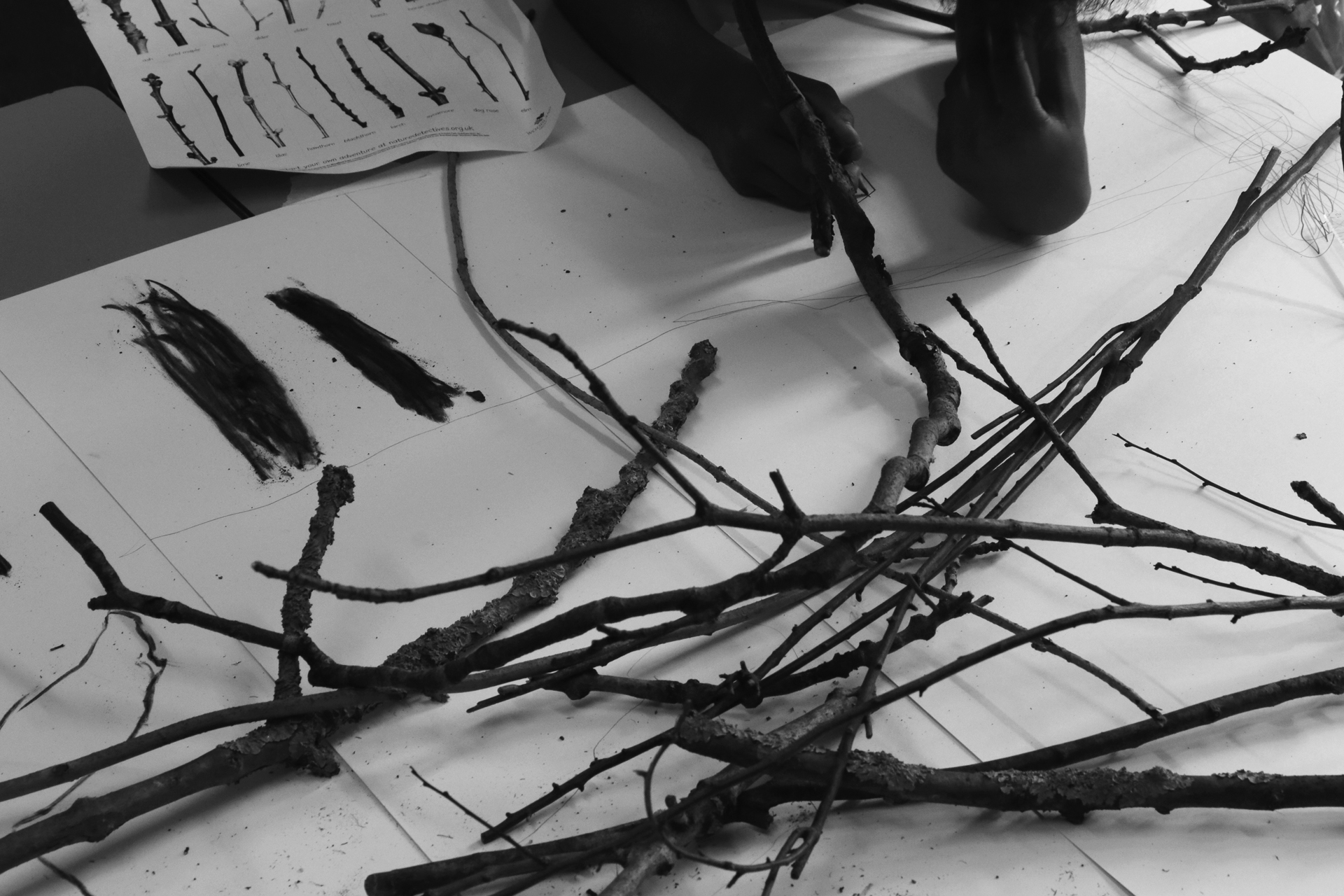 CDLY P Twigs IMG_9876.jpg