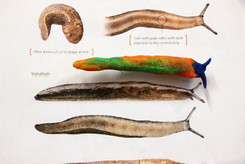 CDLY P 8IMG_9034.jpg