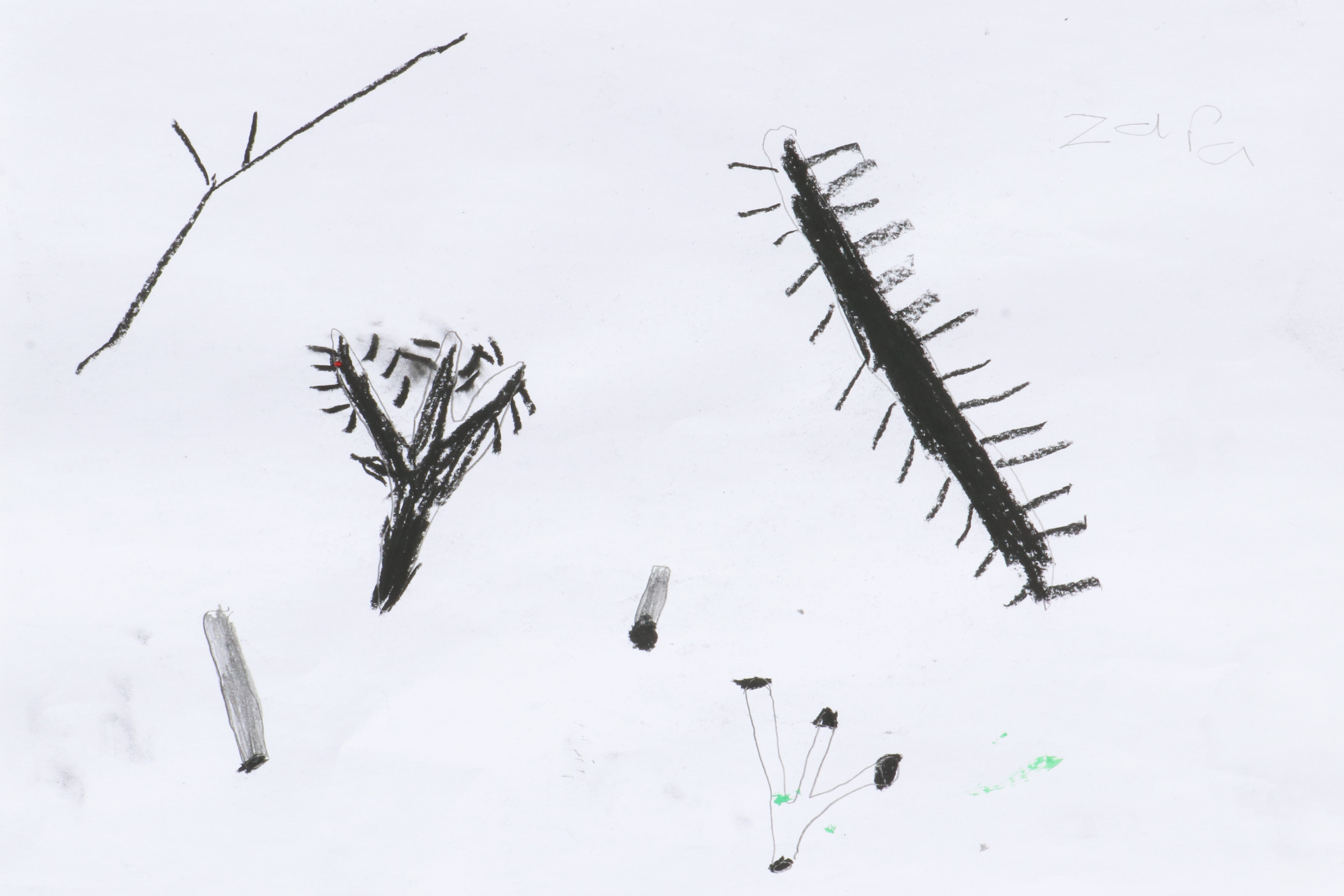 CDLY P Twig drawing, IMG_9152.jpg