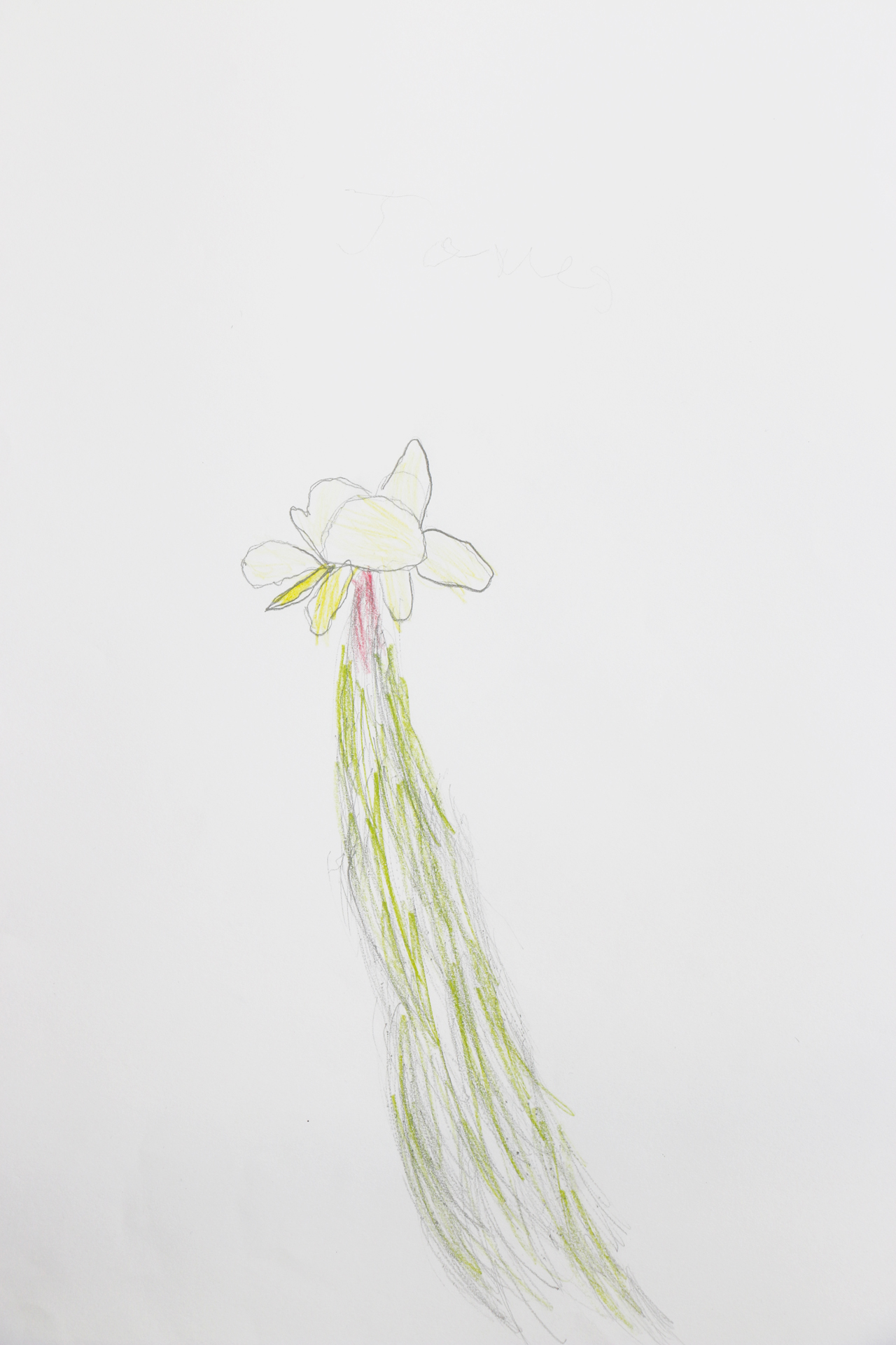 CDLY P Daffodils, IMG_2870.jpg