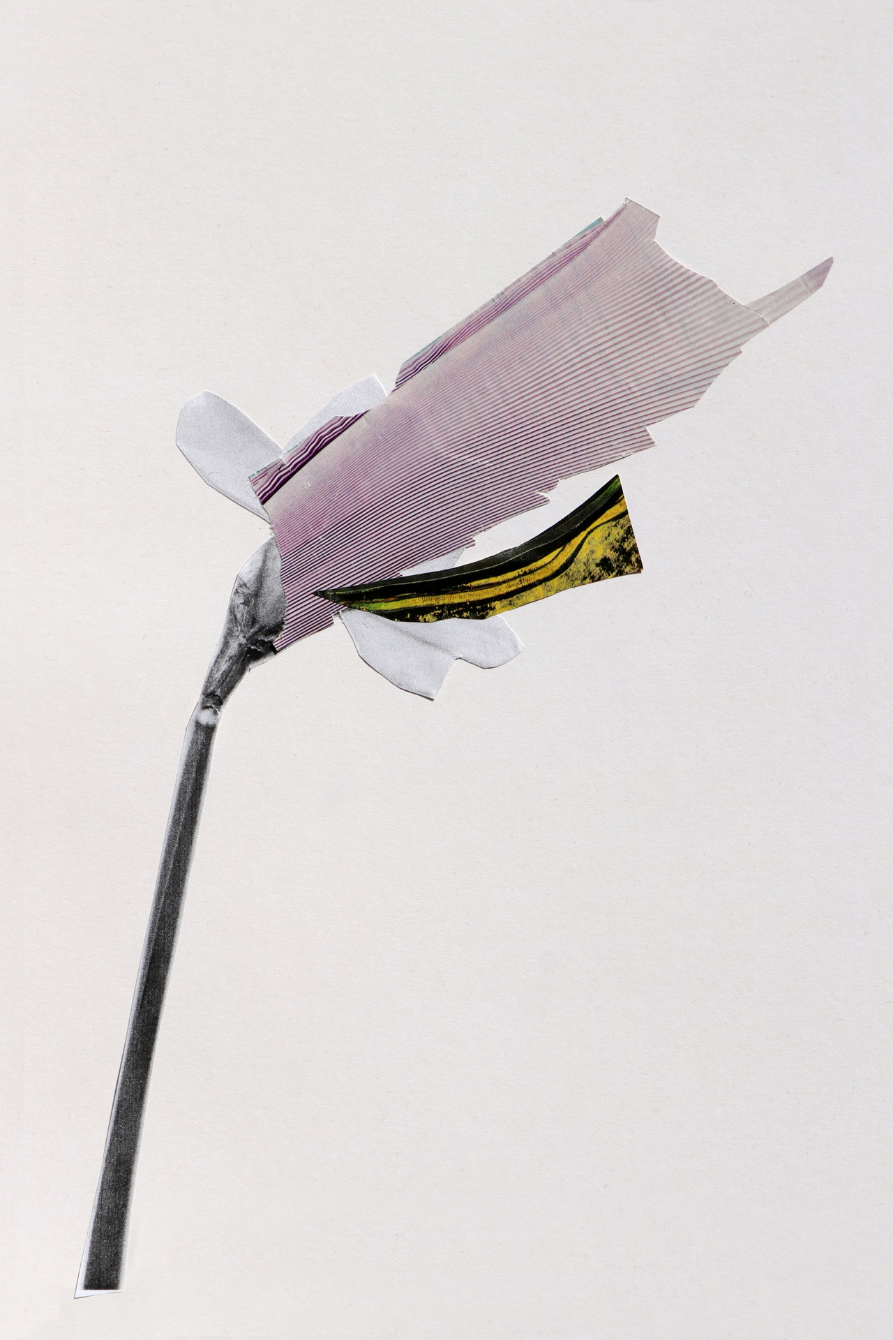 CDLY P Daffodil IMG_9000.jpg