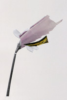 CDLY P Daffodil IMG_9000.jpg