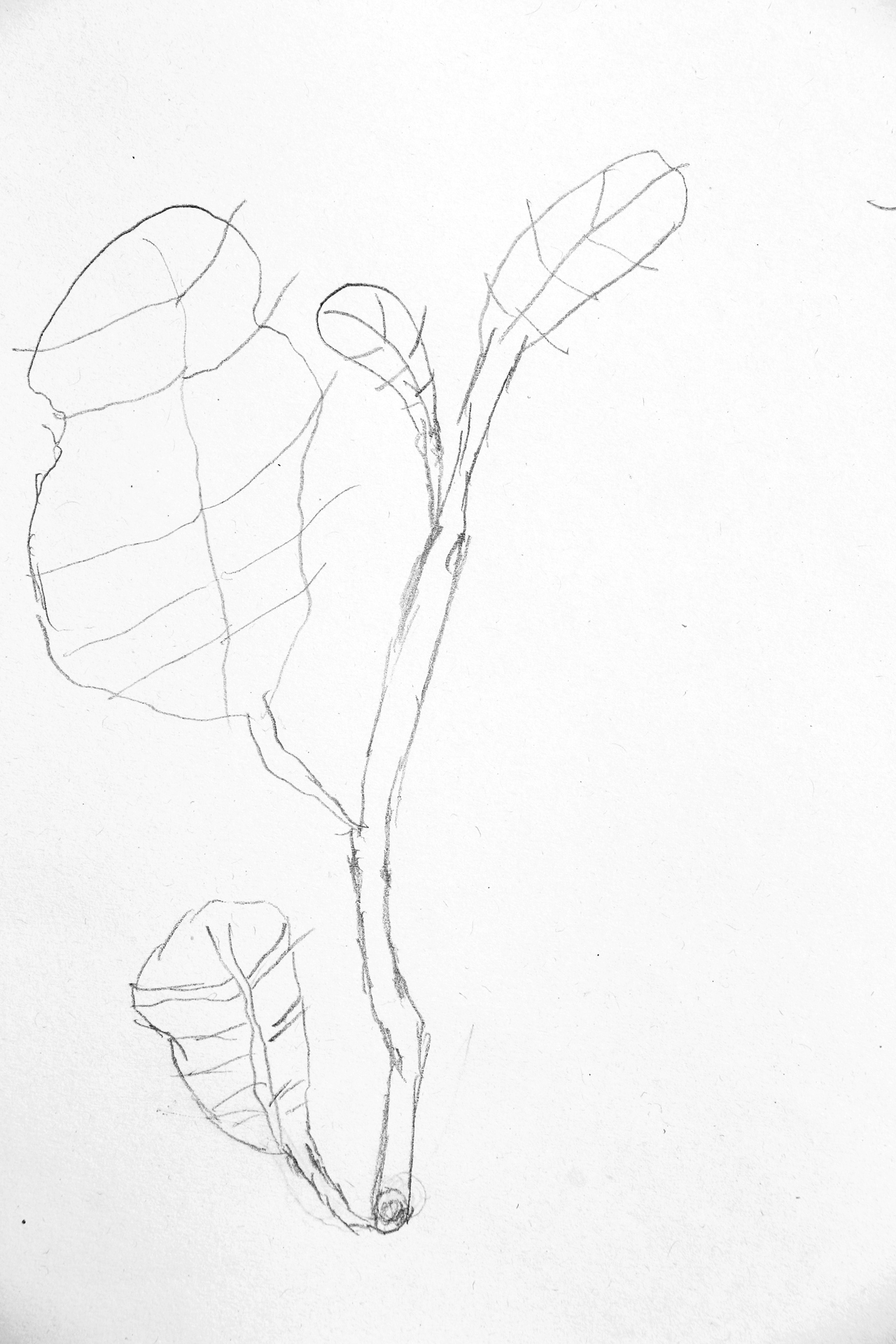 CDLY P Drawing twigs, IMG_2831.jpg