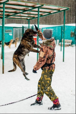 ПОЛЛИ