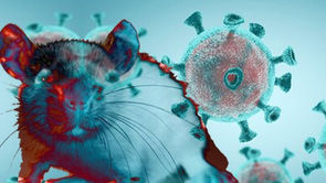 Hantavirus : Qué es, cómo se transmite y por qué el brote en el crucero atlántico genera alerta sin riesgo de pandemia