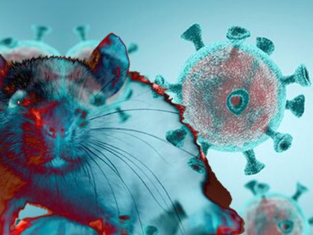Hantavirus : Qué es, cómo se transmite y por qué el brote en el crucero atlántico genera alerta sin riesgo de pandemia