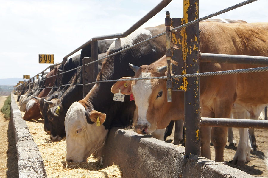 Texas Urge a Trump Reabrir la Frontera al Ganado Mexicano: "Se Puede Hacer Ya, Sin Riesgo Sanitario"