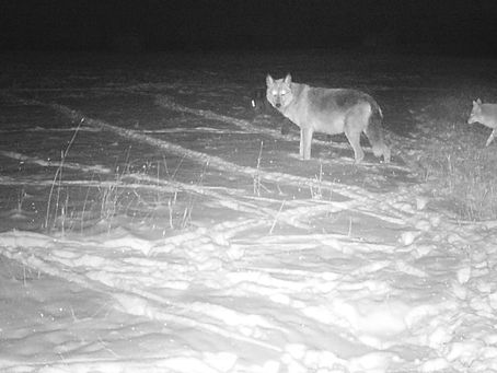 Using Trail Cameras to Analyze Wildlife