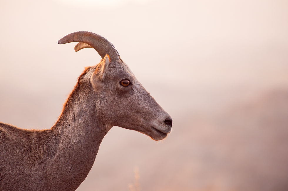 bighorn sheep, photo, badlands, ewe