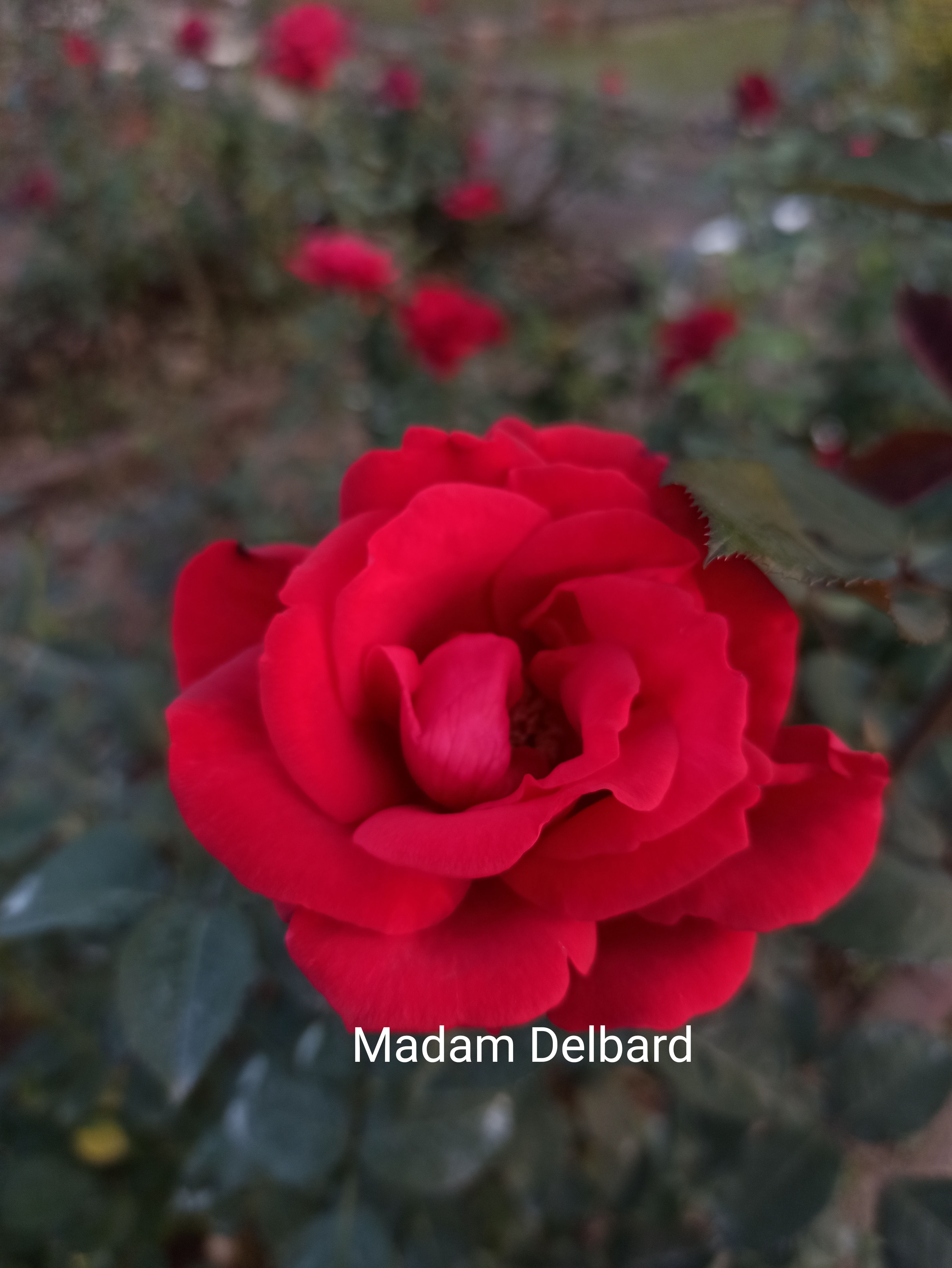 MADAME DELBARD