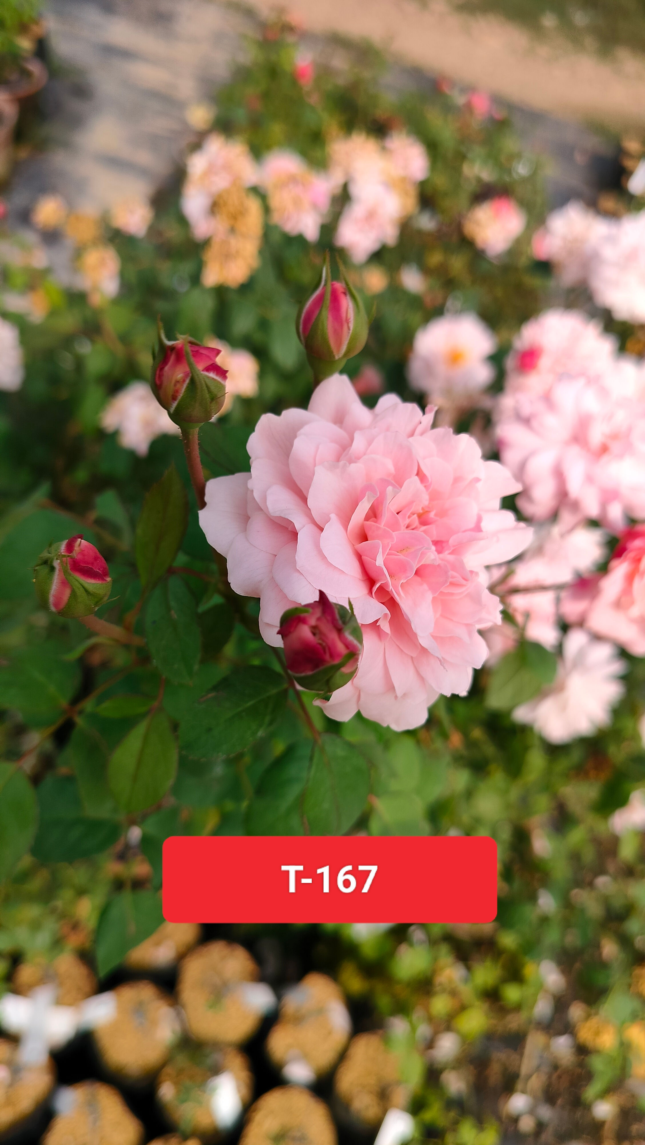 Sweet Antike (T-167)