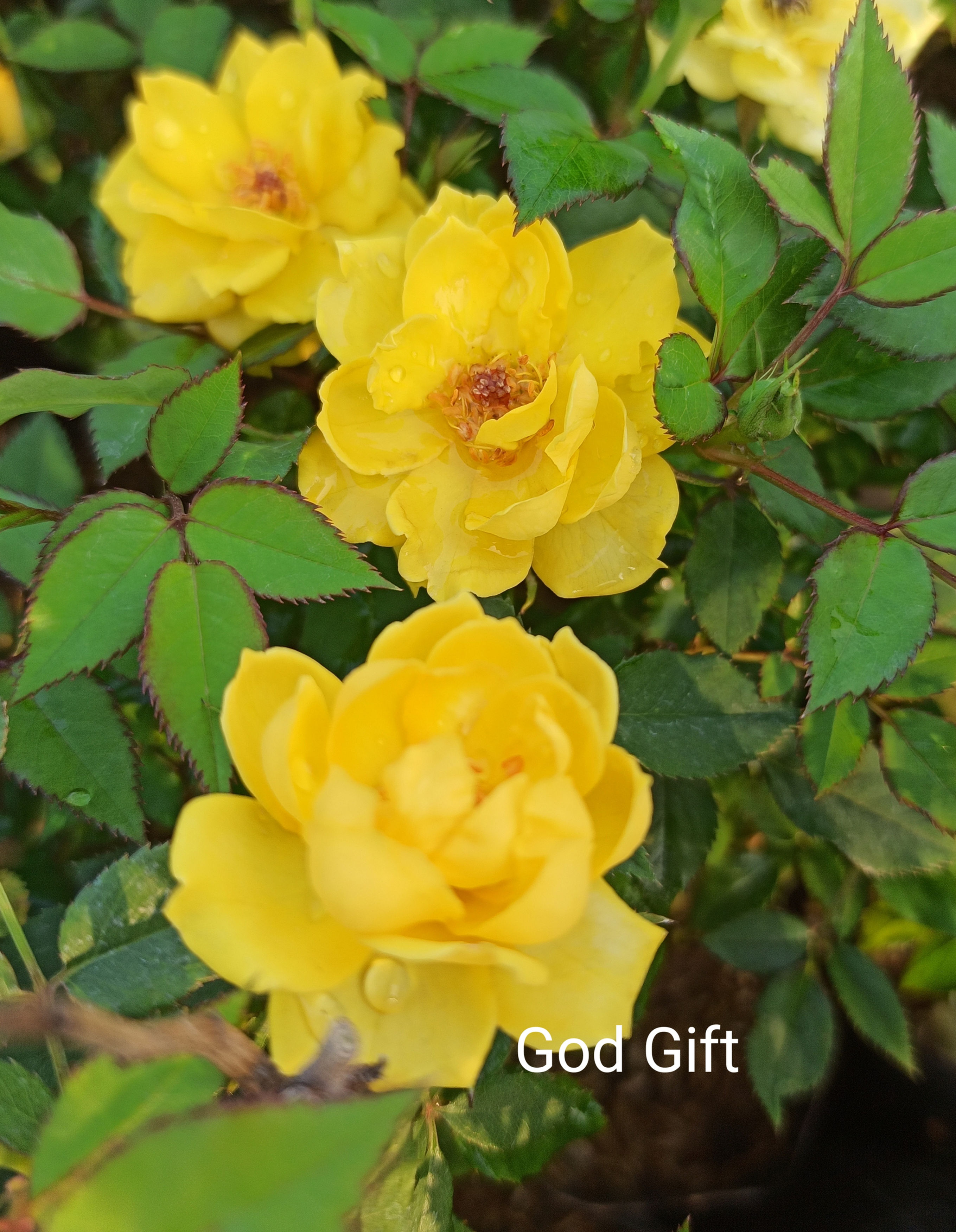 GOD GIFT