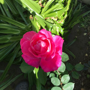 IMG_0573.jpeg