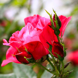 Fully bloomed red rose surrounded by three rose buds. In the background, there’s a soft focus effect which allows more roses and greenery to be faintly visible, giving depth to the image.